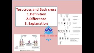 Test Cross and Back Cross  Definition and Differences  Basic Life Science [upl. by Elfie470]