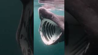 Giant Basking Shark Close To Diver baskingshark shark shorts [upl. by Roseann382]