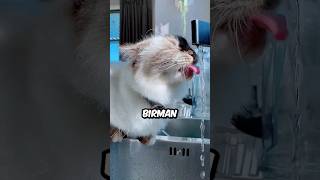 How Does the Birman Cat Drink Faucet Water sheenshine shorts [upl. by Lanita]