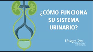 ¿Cómo Funciona Su Sistema Urinario  Urology Care Foundation [upl. by Lebasiram583]