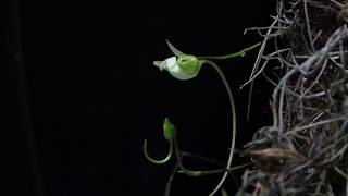 Ghost Orchid Time Lapse  Prems Ectoplasmic [upl. by Llemij]