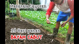 CARA MENANAM BAYAM CABUT DI RUMAH [upl. by Ahsrat169]