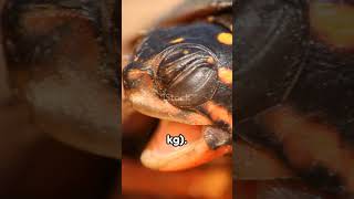 The Spotted Turtle Rhode Islands Unofficial Reptile rhodeisland facts reptiles turtle biology [upl. by Makell649]