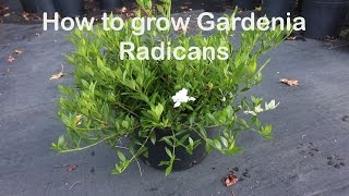 How to grow Gardenia Radicans the dwarf fragrant evergreen shrub [upl. by Kimbell252]