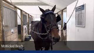 OAS2023 Yearlings Harness Racing Standardbreds in Training standardbreds [upl. by Enerahs]