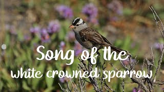 Song of the White Crowned Sparrow [upl. by Kahl]