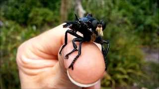 Giant Blue Robber Fly Blepharotes spendidissimus [upl. by Adon799]