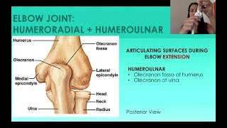 7 The Elbow Humeroradial and Humeroulnar Joints [upl. by Sirrap]