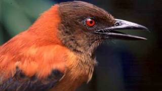 Discovery First Scientifically Confirmed Poisonous Bird [upl. by Yelda]