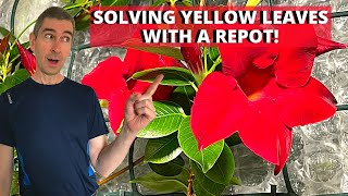 Repotting a large Mandevilla Dipladenia sanderi [upl. by Eelidnarb519]