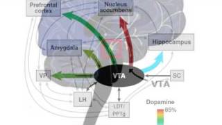 What is dopamine [upl. by Annatsirhc]