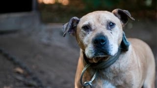 Dogs Rescued in Michigan Dogfighting Raid [upl. by Peterson]