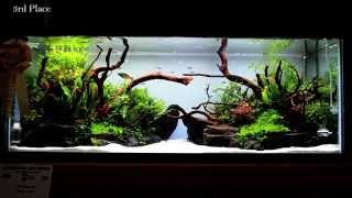 2015 Aquatic Experience Aquascaping Competition [upl. by Jonna]