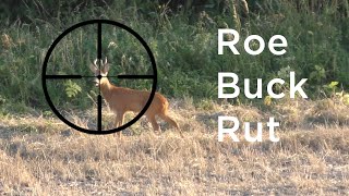 Roe Buck Stalking The Rut [upl. by Crawford]