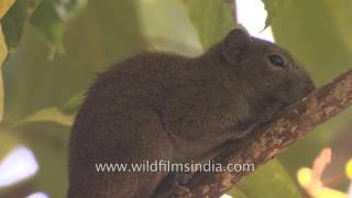 Hoarybellied Squirrel in northeast Indian tea plantation [upl. by Mcilroy517]