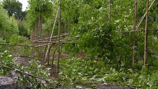 Vijfentwintighonderd omgewaaide bomen in BerkelEnschot de boomkweker baalt ervan [upl. by Yrek]