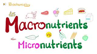 Macronutrients vs Micronutrients…What’s the difference 🤔  Diet amp Nutrition [upl. by Ocsirf]