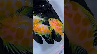 Borbonius Anthias 🐠 fish aquarium beautiful shorts [upl. by Siro]