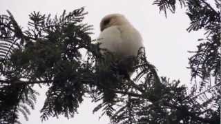 Glaucidium peruanun quotMochuelo Peruanoquot quotPaca Pacaquot [upl. by Breeze]