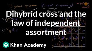 Dihybrid cross and the Law of Independent Assortment  High school biology  Khan Academy [upl. by Omixam]