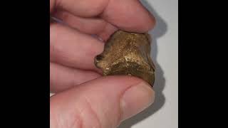 This is a beautiful Champsosaur Reptile Vertebra from the dinosaur aged Hell Creek Formation Montana [upl. by Rochkind]