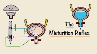 The Micturition Reflex  Bladder Nerve Supply  Renal Physiology [upl. by Nonnahsed]