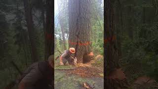 Why is tree cutting the most dangerous job arboristtreefelling chainsawman [upl. by Fey591]