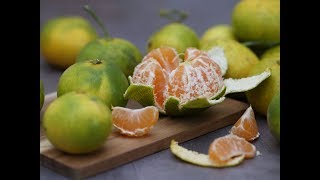 25 Deux agrumes résistants à 1012°C  le Yuzu et le Satsuma [upl. by Amisoc]