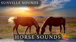 Horse Sounds  Animal Sounds with Peter Baeten [upl. by Buehler]