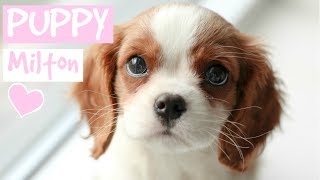 FIRST DAY WITH NEW PUPPY  Cavalier King Charles Spaniel [upl. by Grete]