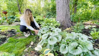 Trimming Brunnera Fixing amp Splitting Hakonechloa All Gold Grass Planting Impatiens Max Outside🐱 [upl. by Pearce]