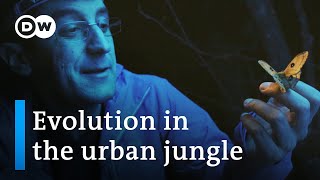 Natures response to urban sprawl  DW Documentary [upl. by Annairam]