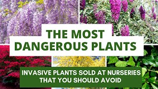 The Most Dangerous Plants You Should NEVER Buy from Nurseries [upl. by Terrijo]