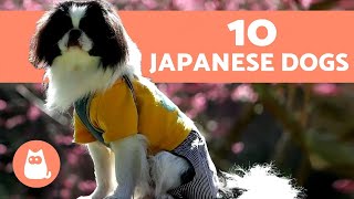 The 10 Most popular Japanese Dog Breeds [upl. by Noitsuj589]