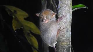 Western Tarsier in Sarawak Malaysia [upl. by Goldfarb]