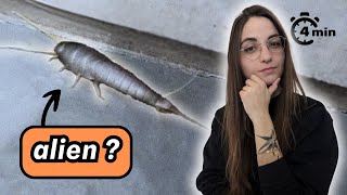 4 minutes pour comprendre le POISSON DARGENT [upl. by Menell19]