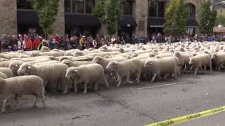 Trailing of the Sheep Parade Ketchum Idaho 10132013 [upl. by Hoo]