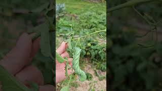 Tomato hornworm damage gardening [upl. by Mehala]