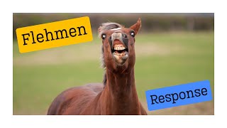 Flehmen response flehmen position flehmen reaction flehmen grimace flehming flehmening [upl. by Yrtnej]