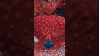 Beautiful peacock peacock beauty birds viral shorts [upl. by Floeter]