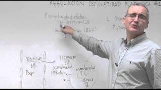 Fisiología III  Regulación Osmolaridad Plasmática 1 [upl. by Lannie]