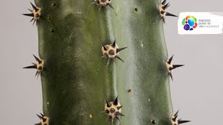 The convergent evolution of cacti and euphorbia [upl. by Jeremias]