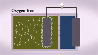 Electrifying Wastewater Using Microbial Fuel Cells to Generate Electricity [upl. by Finn]