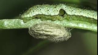 Braconidae Microplitis retentus parasitizes the Orange Tip [upl. by Levy685]