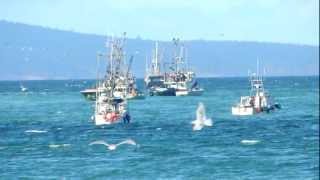 Herring fishery at Qualicum Beach [upl. by Sikram95]