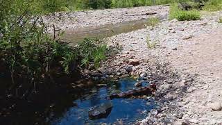 Bear River flows June 17 2024  130 cfs 2 [upl. by Ezirtaeb]