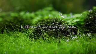 Inspirational Natural Aquarium [upl. by Elicia]