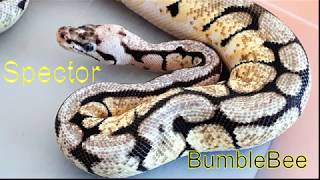 UNBOXING des Python Regius SPECTOR BUMBLEBEE et MOJAVE BUMBLEBEE mars 2018 [upl. by Anej528]