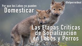 POR QUE ES TAN DIFÍCIL DOMESTICAR A UN LOBO🐺  Periodo Crítico de Socialización en los CÁNIDOS [upl. by Nikita]