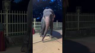 Elephant dancing 🐘🐘 in Katharagama Sri Lanka [upl. by Mccahill]